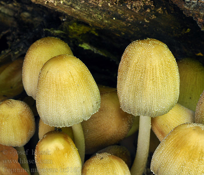 キララタケ Coprinus micaceus Mica Cap Glimmer-blækhat