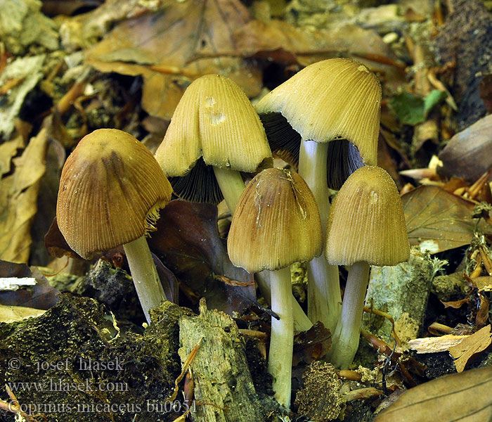 Coprinus micaceus Mica Cap