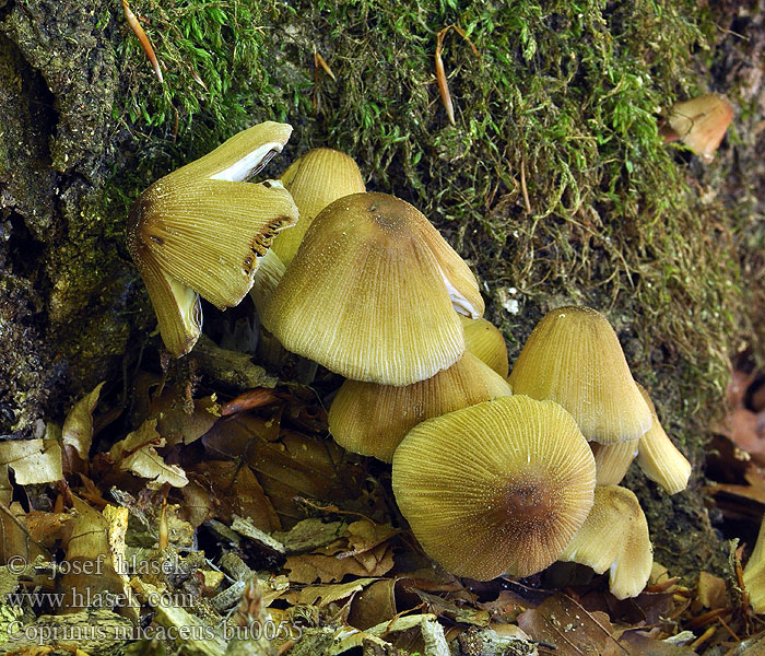 Coprinus micaceus Glimmer-blækhat