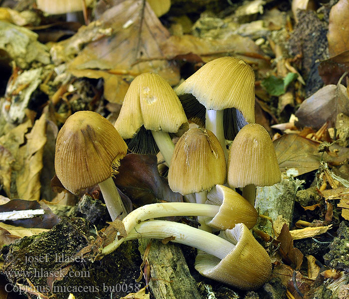 Coprinus micaceus Kiillemustesieni