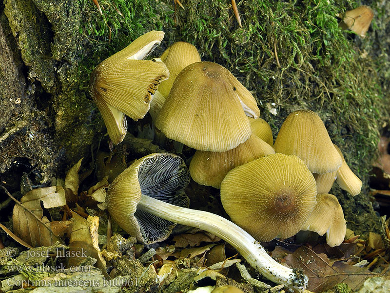 Coprinus micaceus Coprin micacé