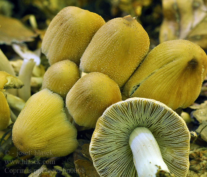 Coprinus micaceus Gewone glimmerinktzwam Coprino micaceo