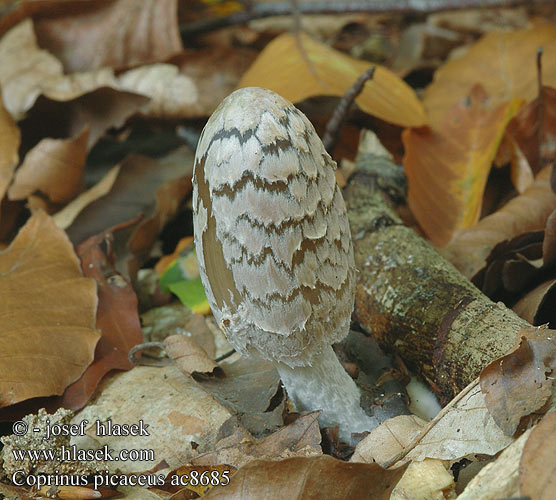 Coprinus picaceus Coprin pie Hnojník strakatý Spechtinktzwam Specht-Tintling Spechttintling Elsterntintling Skade-blækhat Czernidłak pstry Magpie Inkcap Ink cap Fungus Ruutumustesieni Šarena gnojištarka Coprino chiacchierone Harkály tintagomba Ruteblekksopp Копринус пикацеус Навозник дятловый Pisana tintnica Шарена гнојиштарка Šarena gnojištarka Coprino blanco negro Rutbläcksvamp