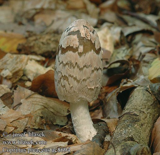 Coprinus picaceus Specht-Tintling Spechttintling Elsterntintling Skade-blækhat Czernidłak pstry Magpie Inkcap Ink cap Fungus Ruutumustesieni Šarena gnojištarka Coprino chiacchierone Harkály tintagomba Ruteblekksopp Копринус пикацеус Навозник дятловый Pisana tintnica Шарена гнојиштарка Šarena gnojištarka Coprino blanco negro Rutbläcksvamp Coprin pie Hnojník strakatý Spechtinktzwam