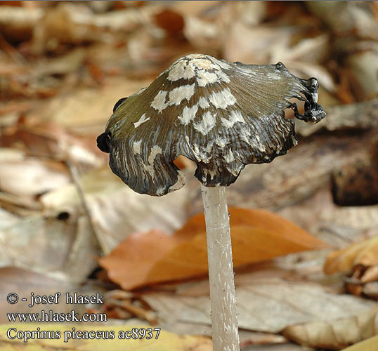 Coprinus picaceus Czernidłak pstry Magpie Inkcap Ink cap Fungus Ruutumustesieni Šarena gnojištarka Coprino chiacchierone Harkály tintagomba Ruteblekksopp Копринус пикацеус Навозник дятловый Pisana tintnica Шарена гнојиштарка Šarena gnojištarka Coprino blanco negro Rutbläcksvamp Coprin pie Hnojník strakatý Spechtinktzwam Specht-Tintling Spechttintling Elsterntintling Skade-blækhat