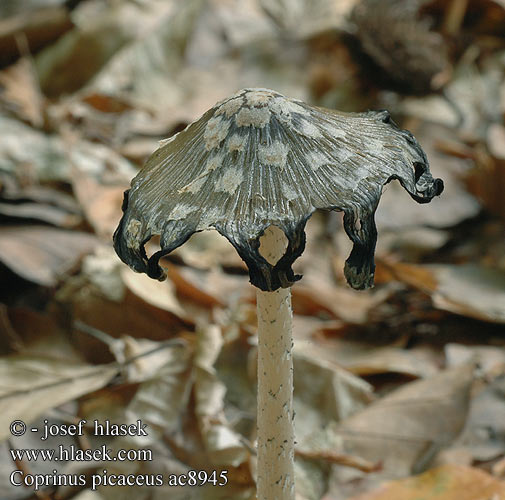 Coprinus picaceus Ruutumustesieni Šarena gnojištarka Coprino chiacchierone Harkály tintagomba Ruteblekksopp Копринус пикацеус Навозник дятловый Pisana tintnica Шарена гнојиштарка Šarena gnojištarka Coprino blanco negro Rutbläcksvamp Coprin pie Hnojník strakatý Spechtinktzwam Specht-Tintling Spechttintling Elsterntintling Skade-blækhat Czernidłak pstry Magpie Inkcap Ink cap Fungus