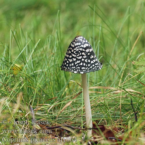 Coprinus picaceus Coprino chiacchierone Harkály tintagomba Ruteblekksopp Копринус пикацеус Навозник дятловый Pisana tintnica Шарена гнојиштарка Šarena gnojištarka Coprino blanco negro Rutbläcksvamp Coprin pie Hnojník strakatý Spechtinktzwam Specht-Tintling Spechttintling Elsterntintling Skade-blækhat Czernidłak pstry Magpie Inkcap Ink cap Fungus Ruutumustesieni Šarena gnojištarka