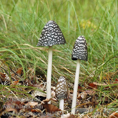 Coprinus picaceus Копринус пикацеус Навозник дятловый Pisana tintnica Шарена гнојиштарка Šarena gnojištarka Coprino blanco negro Rutbläcksvamp Coprin pie Hnojník strakatý Spechtinktzwam Specht-Tintling Spechttintling Elsterntintling Skade-blækhat Czernidłak pstry Magpie Inkcap Ink cap Fungus Ruutumustesieni Šarena gnojištarka Coprino chiacchierone Harkály tintagomba Ruteblekksopp