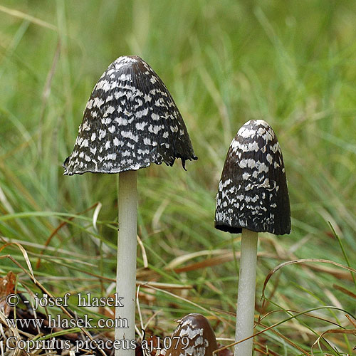 Coprinus picaceus Шарена гнојиштарка Šarena gnojištarka Coprino blanco negro Rutbläcksvamp Coprin pie Hnojník strakatý Spechtinktzwam Specht-Tintling Spechttintling Elsterntintling Skade-blækhat Czernidłak pstry Magpie Inkcap Ink cap Fungus Ruutumustesieni Šarena gnojištarka Coprino chiacchierone Harkály tintagomba Ruteblekksopp Копринус пикацеус Навозник дятловый Pisana tintnica