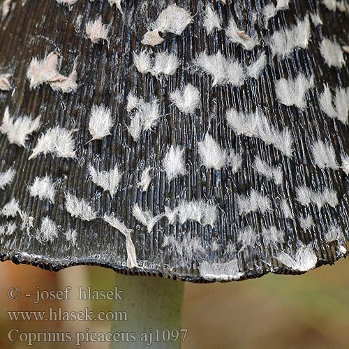 Coprinus picaceus Coprino blanco negro Rutbläcksvamp Coprin pie Hnojník strakatý Spechtinktzwam Specht-Tintling Spechttintling Elsterntintling Skade-blækhat Czernidłak pstry Magpie Inkcap Ink cap Fungus Ruutumustesieni Šarena gnojištarka Coprino chiacchierone Harkály tintagomba Ruteblekksopp Копринус пикацеус Навозник дятловый Pisana tintnica Шарена гнојиштарка Šarena gnojištarka