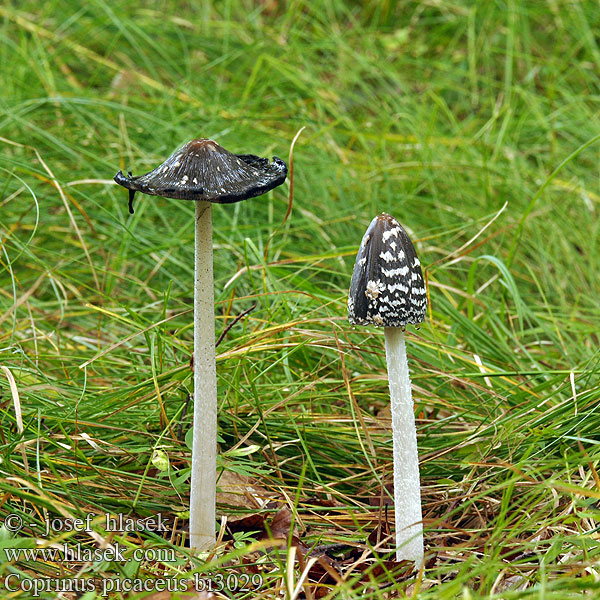 Coprino blanco negro Rutbläcksvamp Coprin pie Hnojník strakatý Spechtinktzwam Specht-Tintling Spechttintling Elsterntintling Skade-blækhat Czernidłak pstry Magpie Inkcap Ink cap Fungus Ruutumustesieni Šarena gnojištarka Coprino chiacchierone Harkály tintagomba Ruteblekksopp Копринус пикацеус Навозник дятловый Pisana tintnica Шарена гнојиштарка Šarena gnojištarka Coprinus picaceus