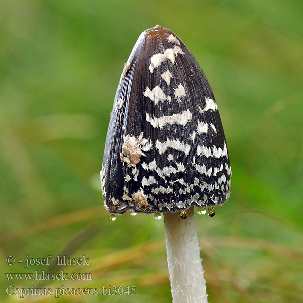 Coprin pie Hnojník strakatý Spechtinktzwam Specht-Tintling Spechttintling Elsterntintling Skade-blækhat Czernidłak pstry Magpie Inkcap Ink cap Fungus Ruutumustesieni Šarena gnojištarka Coprino chiacchierone Harkály tintagomba Ruteblekksopp Копринус пикацеус Навозник дятловый Pisana tintnica Шарена гнојиштарка Šarena gnojištarka Coprinus picaceus Coprino blanco negro Rutbläcksvamp