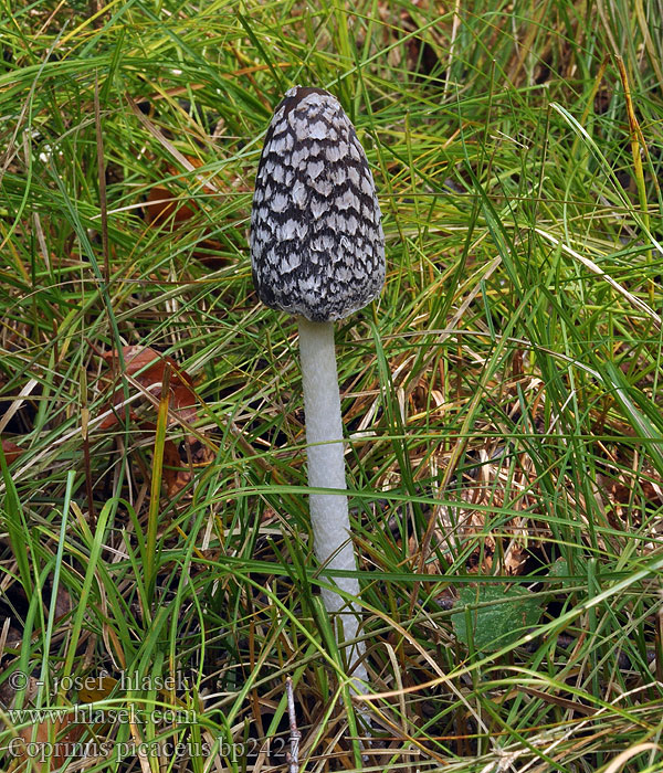 Coprinus picaceus bp2427