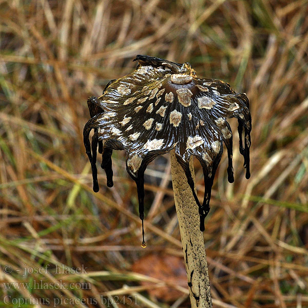 Spechtinktzwam Specht-Tintling Spechttintling Elsterntintling Skade-blækhat Czernidłak pstry Magpie Inkcap Ink cap Fungus Ruutumustesieni Šarena gnojištarka Coprino chiacchierone Harkály tintagomba Ruteblekksopp Копринус пикацеус Навозник дятловый Pisana tintnica Шарена гнојиштарка Šarena gnojištarka Coprinus picaceus Coprino blanco negro Rutbläcksvamp