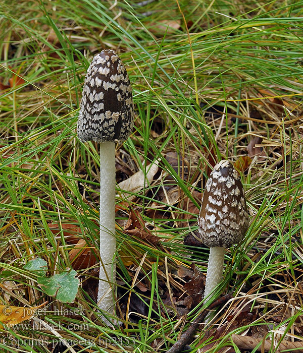 Skade-blækhat Czernidłak pstry Magpie Inkcap Ink cap Fungus Ruutumustesieni Šarena gnojištarka Coprino chiacchierone Harkály tintagomba Ruteblekksopp Копринус пикацеус Навозник дятловый Pisana tintnica Шарена гнојиштарка Šarena gnojištarka Coprinus picaceus Coprino blanco negro Rutbläcksvamp