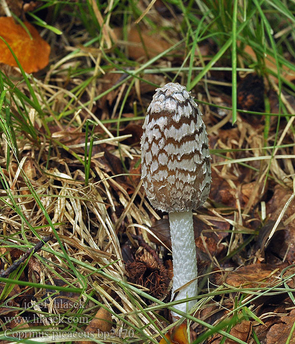 Coprinus picaceus bp2470