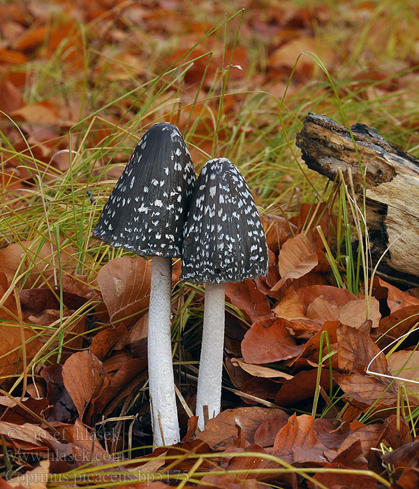 Coprinus picaceus bp5175