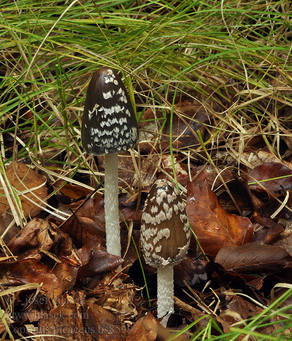 Coprinus_picaceus_bs8599