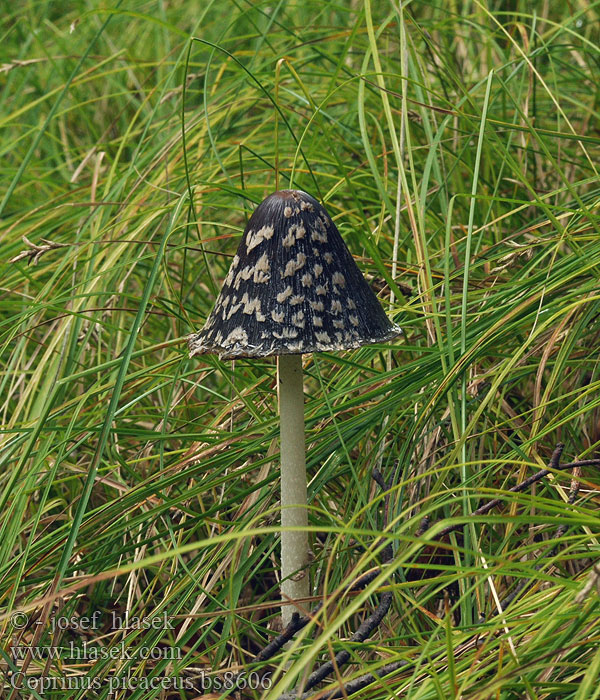 Coprinus picaceus Spechtinktzwam Skade-blækhat
