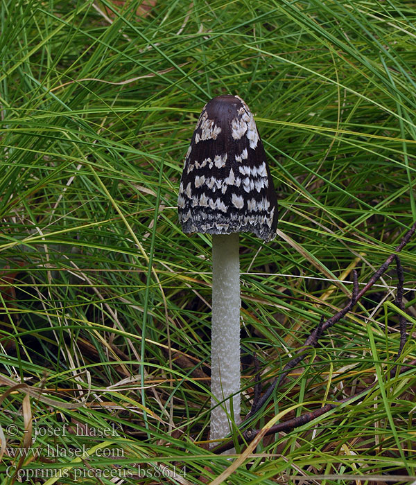 Coprinus picaceus Specht-Tintling Spechttintling Elsterntintling