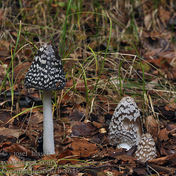 Coprinus picaceus Czernidłak pstry Magpie Inkcap Ink cap Fungus