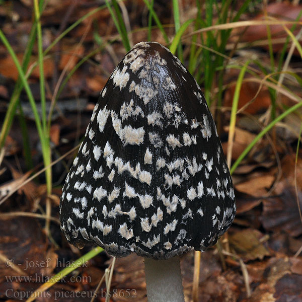 Coprinus picaceus Ruutumustesieni Šarena gnojištarka