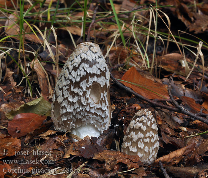 Coprinus picaceus Coprino chiacchierone Harkály tintagomba