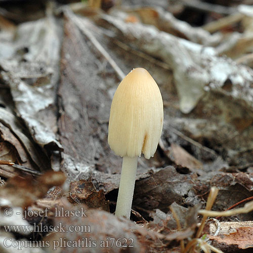 Coprinus plicatilis ai7622