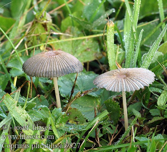 Coprinus plicatilis al9827