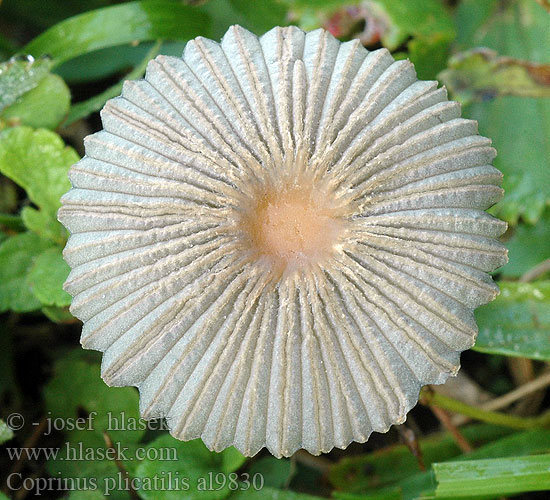 Coprinus plicatilis al9830