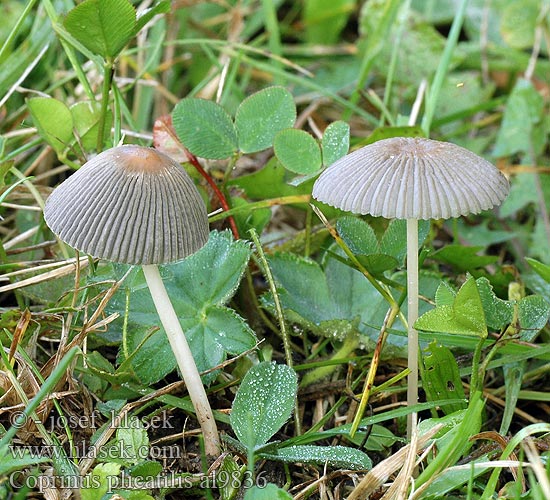 Coprinus plicatilis al9836