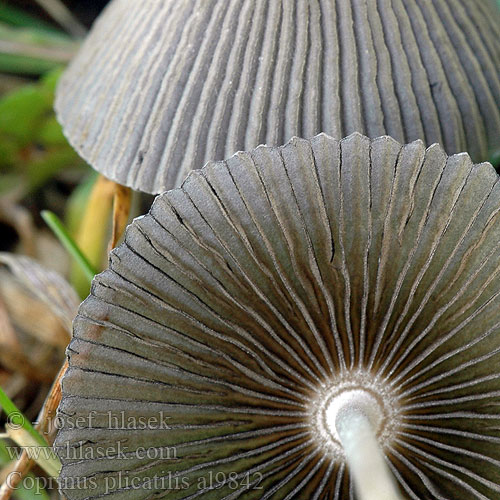 ヒメヒガサヒトヨタケ Gyenge tintagomba Hjulblekksopp Czernidłak fałdowany Zgubana tintnica Veckad bläcksvamp Coprinus plicatilis Parasola Pleated Inkcap Japanese umbrella Inky Fairy parasol fungi Hnojník řasnatý řasový ozdobný Навозник складчатый 褶纹鬼伞 Hjul-blækhat Ratasmustesieni Coprin plissé Plooirokje Rädchentintlling Gemeiner Scheibchentintling Scheibchen Tintling