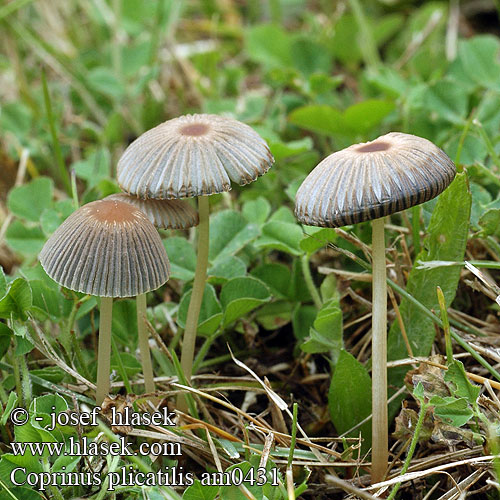 Czernidłak fałdowany Zgubana tintnica Veckad bläcksvamp Coprinus plicatilis Parasola Pleated Inkcap Japanese umbrella Inky Fairy parasol fungi Hnojník řasnatý řasový ozdobný Навозник складчатый 褶纹鬼伞 Hjul-blækhat Ratasmustesieni Coprin plissé Plooirokje Rädchentintlling Gemeiner Scheibchentintling Scheibchen Tintling ヒメヒガサヒトヨタケ Gyenge tintagomba Hjulblekksopp