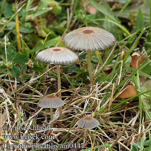 Pleated Inkcap Japanese umbrella Inky Fairy parasol fungi Hnojník řasnatý řasový ozdobný Навозник складчатый 褶纹鬼伞 Hjul-blækhat Ratasmustesieni Coprin plissé Plooirokje Rädchentintlling Gemeiner Scheibchentintling Scheibchen Tintling ヒメヒガサヒトヨタケ Gyenge tintagomba Hjulblekksopp Czernidłak fałdowany Zgubana tintnica Veckad bläcksvamp Coprinus plicatilis Parasola