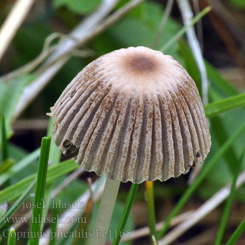 Coprino plegado Hjulblekksopp Coprinus plicatilis Parasola Pleated Inkcap Japanese umbrella Inky Fairy parasol fungi Hnojník řasnatý řasový ozdobný Навозник складчатый 褶纹鬼伞 Ratasmustesieni Coprin plissé Plooirokje Gevoorde inktzwam Rädchentintlling Gemeiner Scheibchentintling Scheibchen Tintling Glimmeriger Scheibchentintling ヒメヒガサヒトヨタケ Gyenge tintagomba Hjulblekksopp Hjul-blækhat Czernidłak fałdowany Zgubana tintnica Veckad bläcksvamp