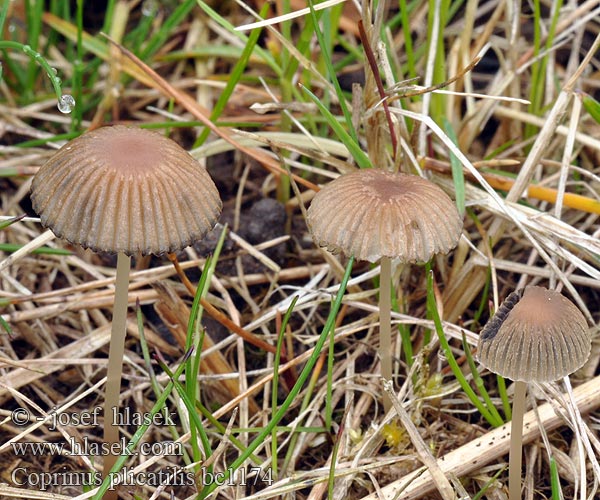 Coprinus plicatilis bc1174