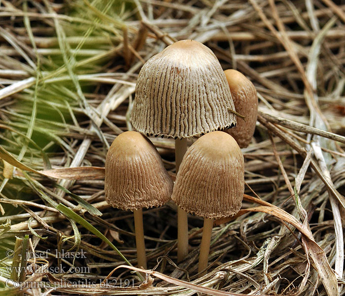 Coprinus plicatilis Parasola Pleated Inkcap