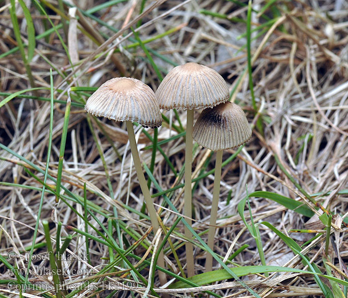 Coprinus plicatilis Hnojník řasnatý řasový ozdobný