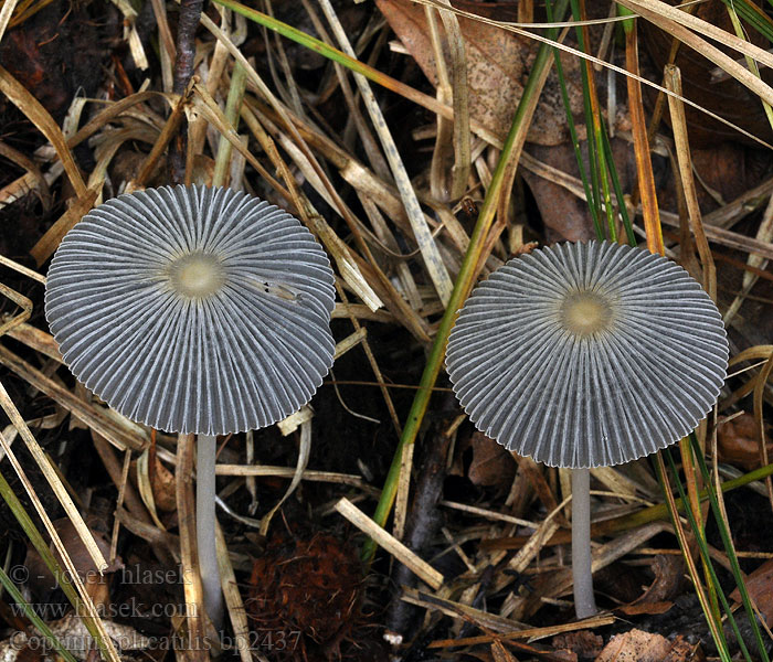 Coprinus plicatilis bp2437