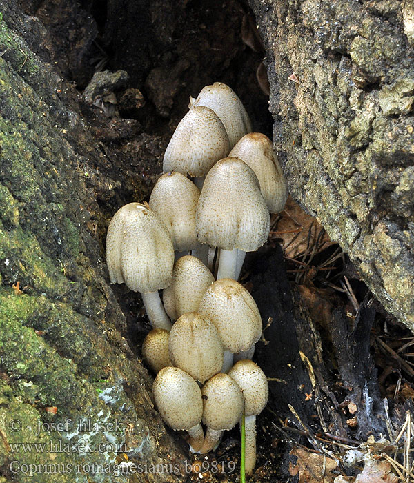 Coprinus_romagnesianus_bo9819