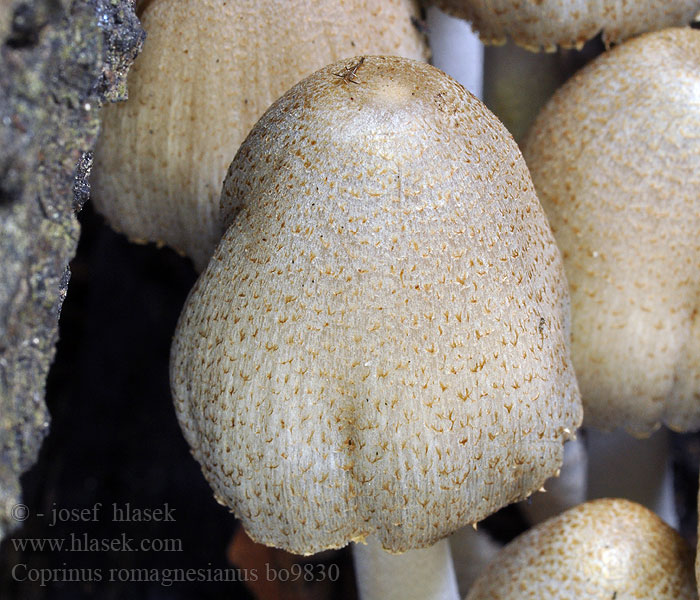 Coprinus romagnesianus Bruine kale inktzwam Hnojník Romagnesiov