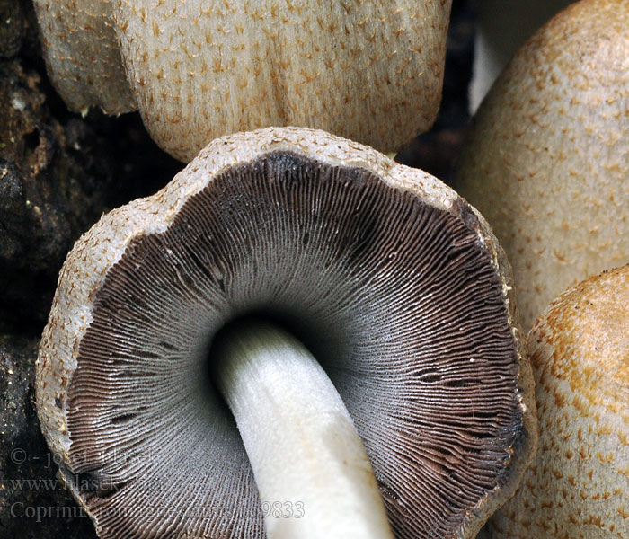 Coprinus romagnesianus romagnesii Hnojník Romagnesiho