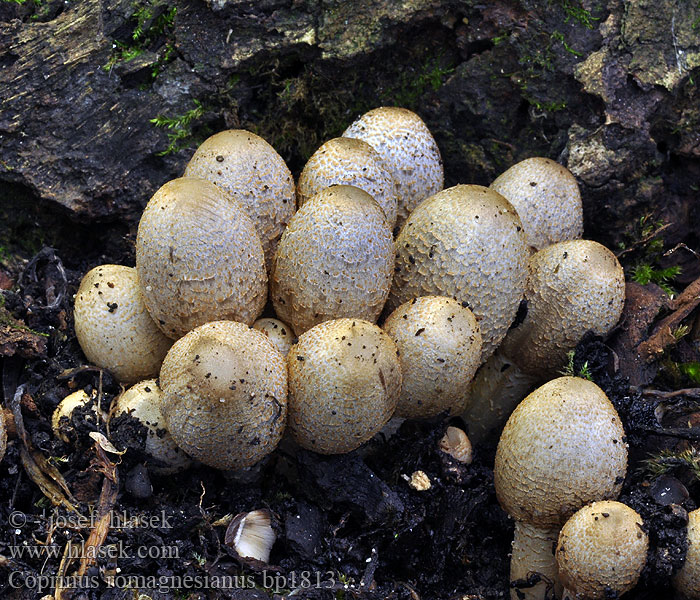 Coprinus romagnesianus bp1813