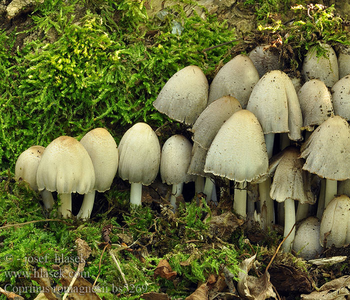 Навозник Романьези Coprinus romagnesianus romagnesii