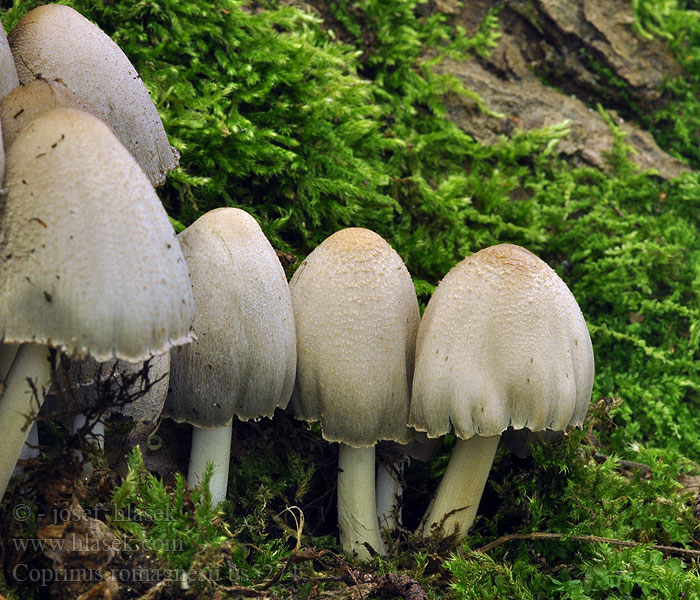 Coprinus romagnesii Hnojník Romagnesiho Romagnesi's Tintling