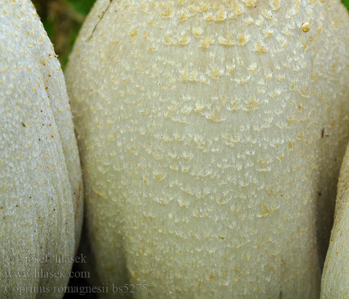 Coprinus romagnesii Bruine kale inktzwam Hnojník Romagnesiov