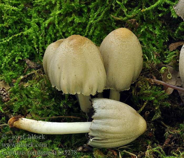 Coprinus romagnesii Hnojník Romagnesiho Coprin Romagnesi