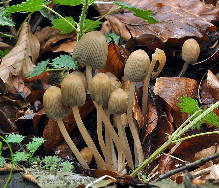 Coprinus silvaticus Coprinellus Hnojník lesní Hnojník lesný