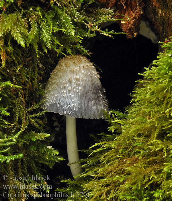 Coprinus spelaiophilus bi5791