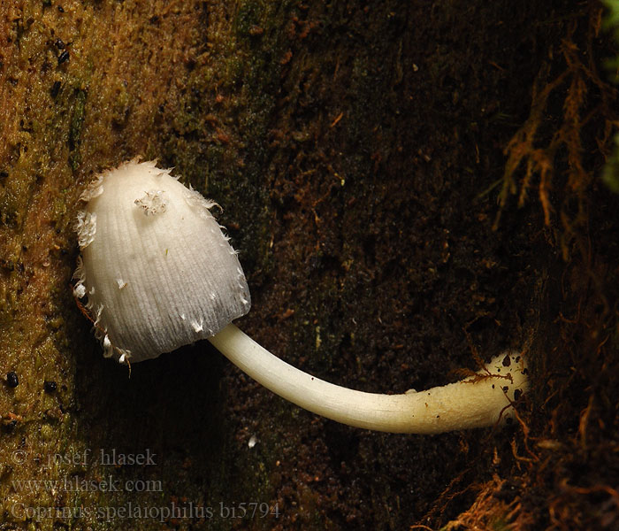 Coprinus spelaiophilus bi5794